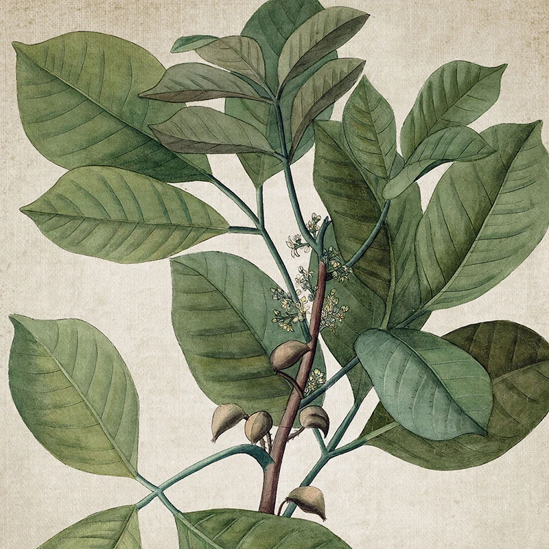 Настенные художественные принты с зелеными растениями Ретро плакат винтажные