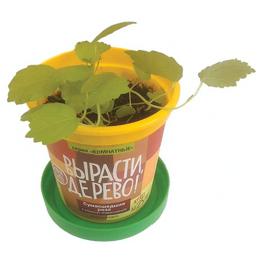 Plant Growing Kit GROW A TREE! Crazy Rose jar soil seeds Toy For children Gifts Hobbies Baby Kids Birthday Toys for Science Learning Education |