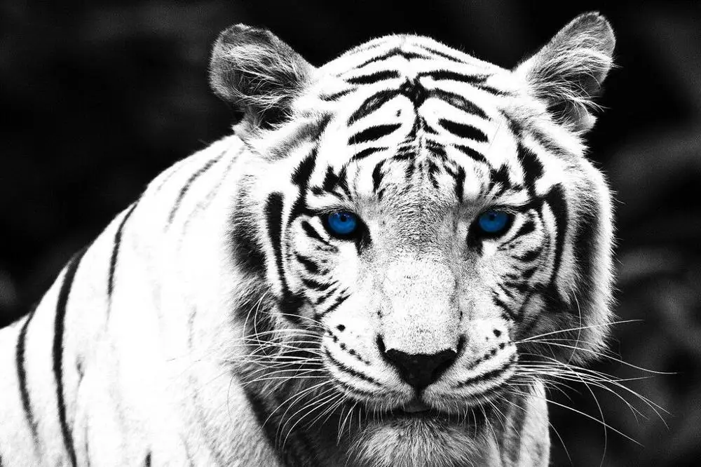 Художественный Шелковый плакат с голубыми глазами и белым тигром домашний