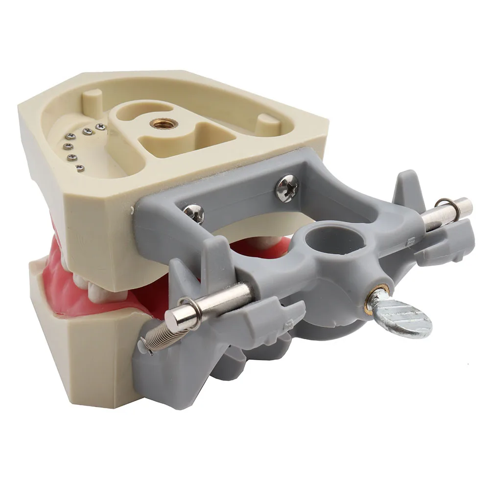 Модель для обучения стоматологии стандартная модель демонстрационная