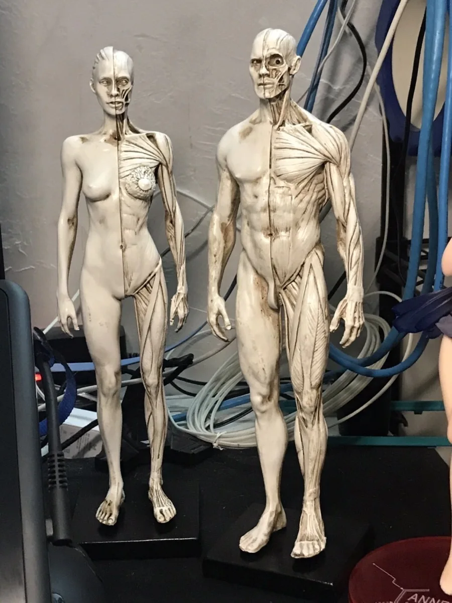 Женская статуя из смолы для мышц тела скульптура искусственная анатомия