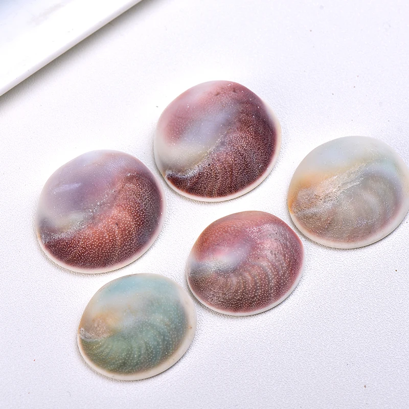 

1PC/3PC Natural Sun Bei Madagascar Agate Mollusk Raw Stone Conch Home Decor Aquarium Embellished Shell Accessories Healing Gifts