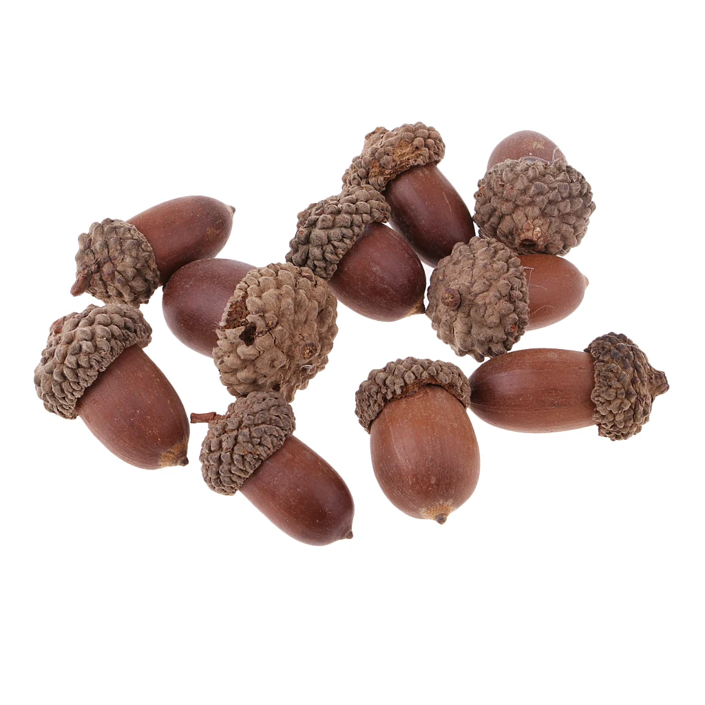 

10x Natural Dried Flowers Acorns Chic Art Floral Craft DIY Photo Prop Decors