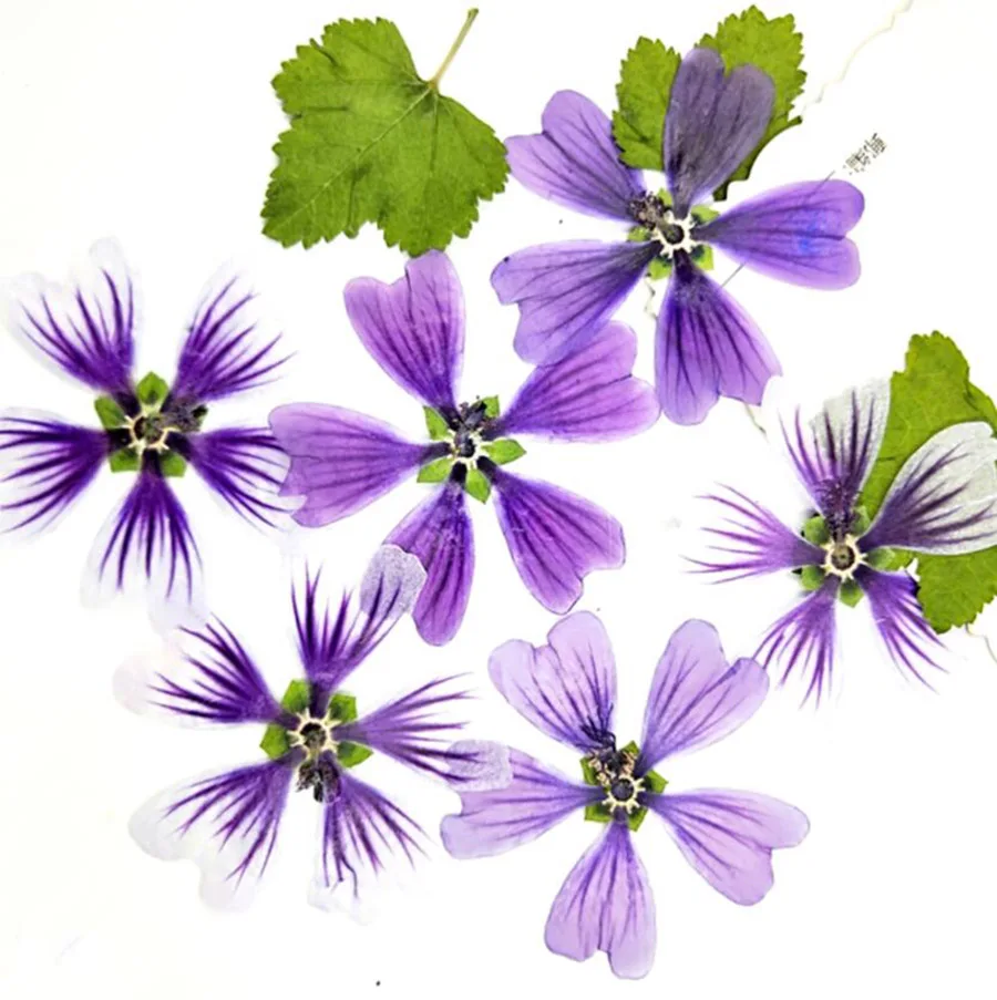60 шт. прессованный высушенный цветок Malva Sinensis Cavan гербарий из растений для