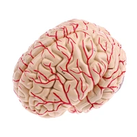 advanced realistic anatomical brain model hand assembly for teaching training display