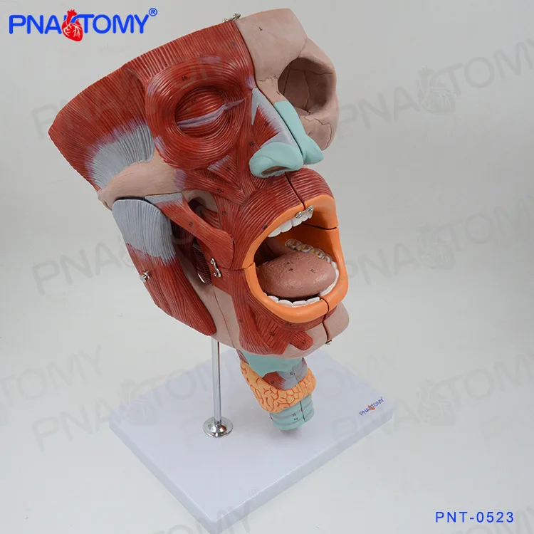 

Muscular Head Model 10 Parts Skull Human Neck and Throat Anatomical Model Tongue Anatomy 2 Times Enlarged Oral Cavity Medical