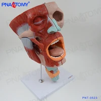 muscular head model 10 parts skull human neck and throat anatomical model tongue anatomy 2 times enlarged oral cavity medical