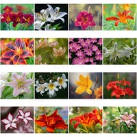 diy lily flowers diamond painting colorful floral cross stitch kit full drill diamond embroidery mosaic home decor art picture