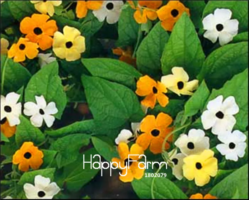 Срок-лимит! 100 шт./упак. тунбергия-лоза микс(Thunbergia alata) Органические восхождение цветы бонсай