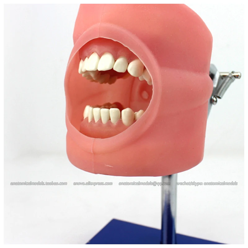 CMAM/12557 Dental фантомная головка медицинская анатомическая модель для обучения