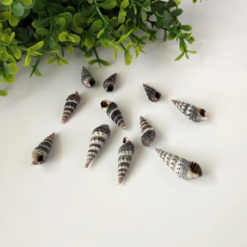 100 шт. натуральные раковины черные спиральные для зачистки в аквариуме