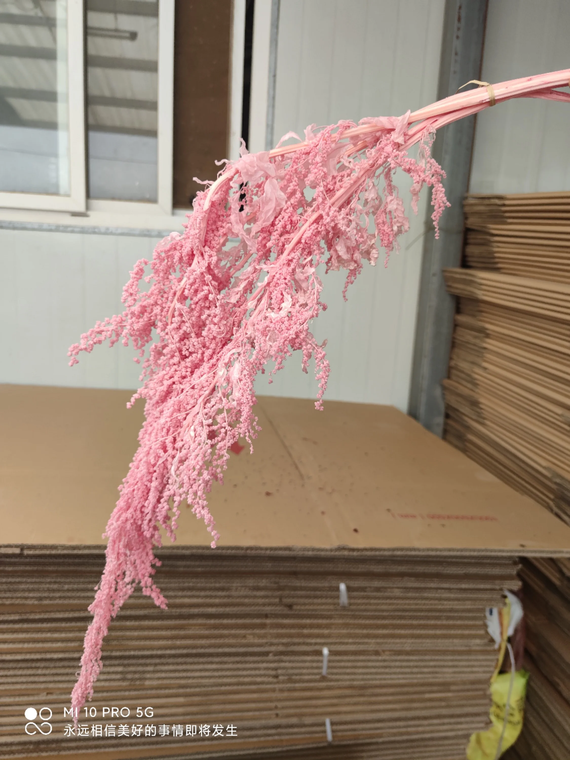 150g Preserved Lover Tears Dry Natural Real Long Flowers Spiker Plant 60-70cm For Home Party Wedding Occasion Decoration Props | Дом и сад