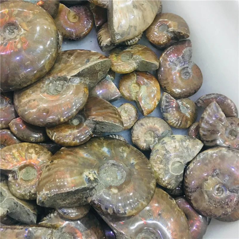

3pc Natural AMMONITE PRETTY NAUTILUS MADAGASCAR FOSSIL SPECIMEN HEALING free shipping 1pc