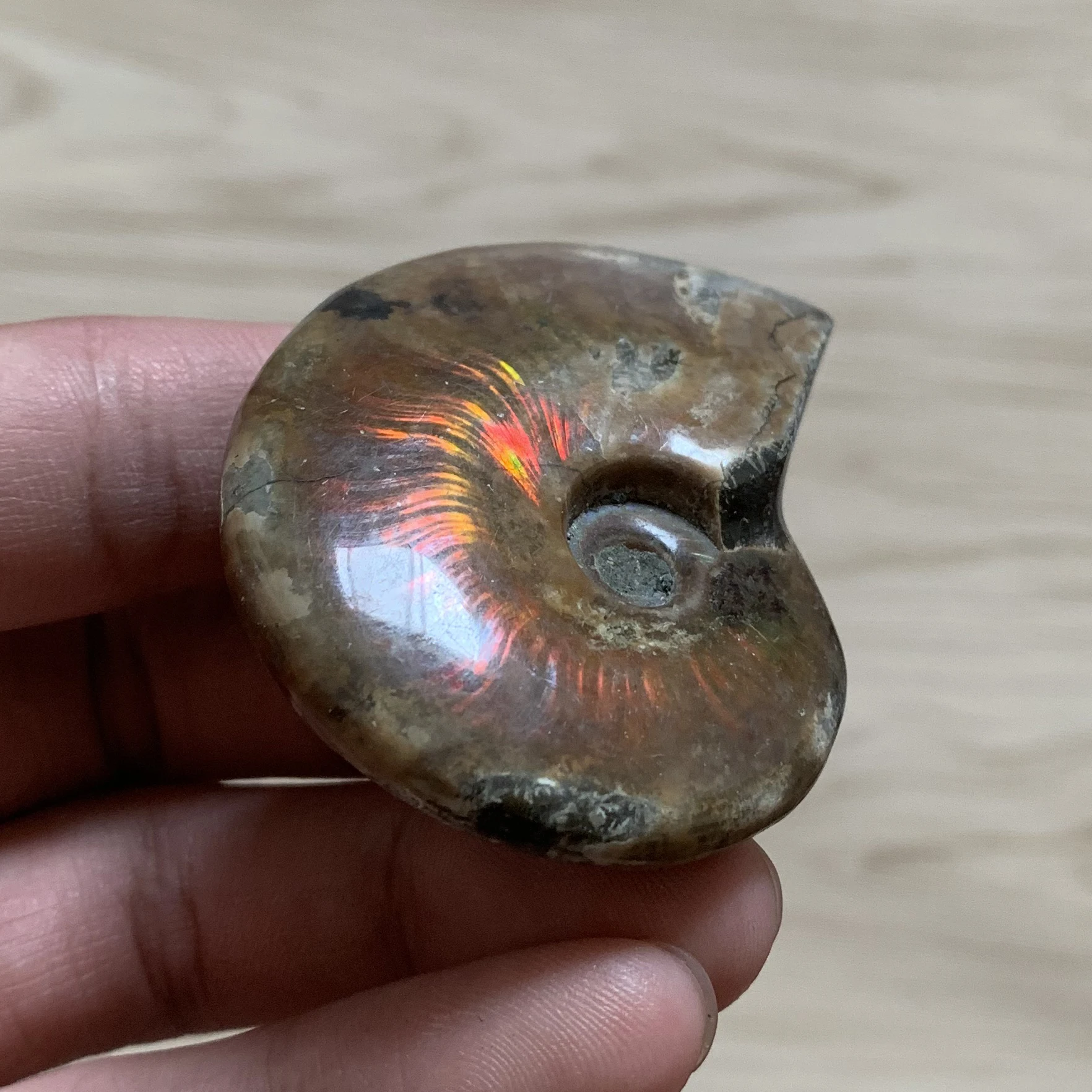 

57g Natural Colorful Ammonite Fossil Polished Rainbow Specimen Madagascar Healing L012
