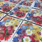 1 упаковка сушеных цветов, УФ-смола, натуральные цветы, наклейки, сухая красота, наклейка для сделай сам, эпоксидная смола, заполнение, украшение для ювелирных изделий