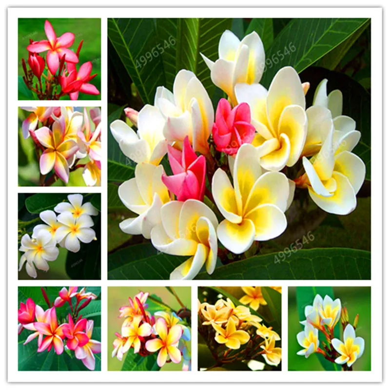 100 шт. Плюмерия|Сувениры для вечеринок| |