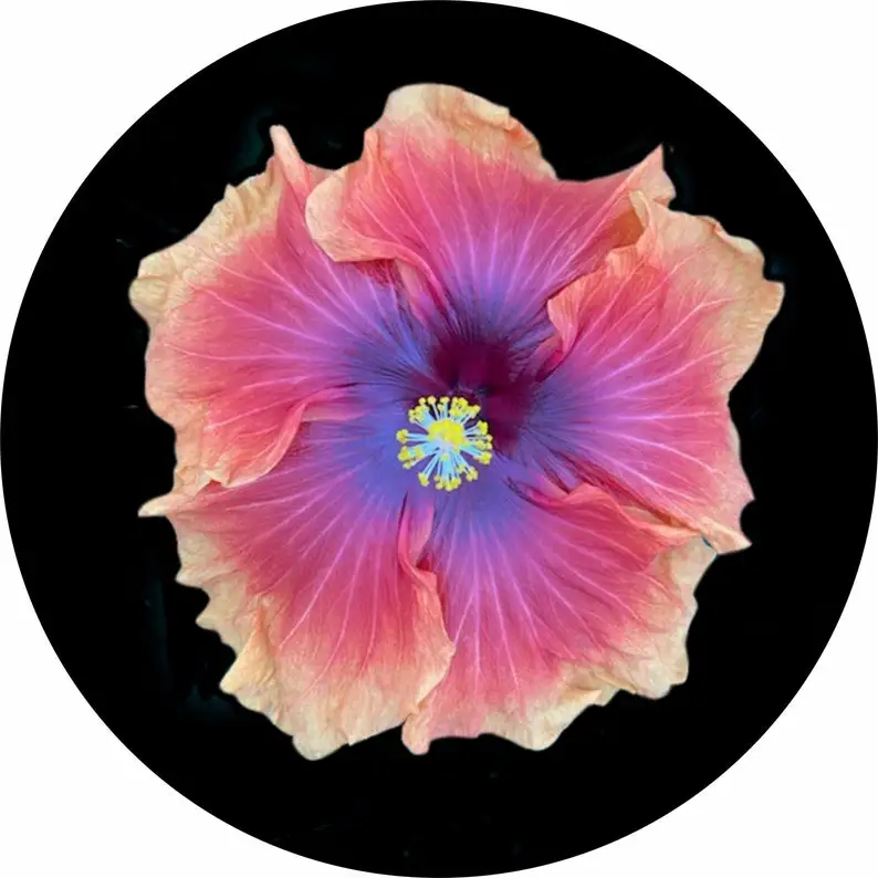 

Hibiscus Flower Spare Tire Cover fit to exact tire size Jeep Camper RV Motor home Trailer/Option for backup camera in menu