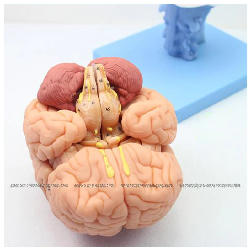 Модель для изучения мозговой нервной системы 12403/в натуральную величину 1:1