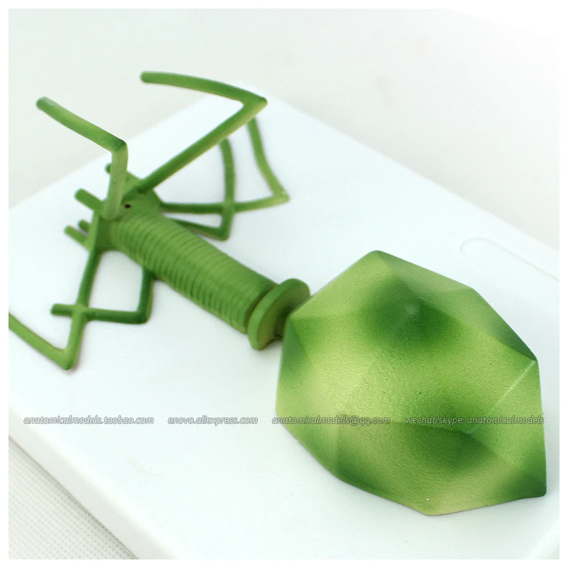 12554 / Microbiology AIDS Virus Model Kit Medical Science Educational Teaching Anatomical Models | Канцтовары для офиса и дома