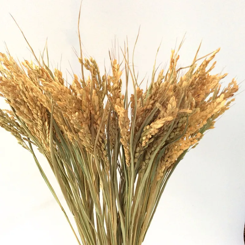 

50 stems Dried rice flower bunch wheat rice grain bouquet natural plant wedding decoration Free Shipping