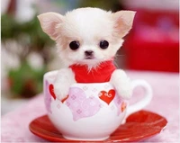 diamond embroidery cup puppy dog animals picture of rhinestones diy 5d picture from photos mosaic diamond full paintings