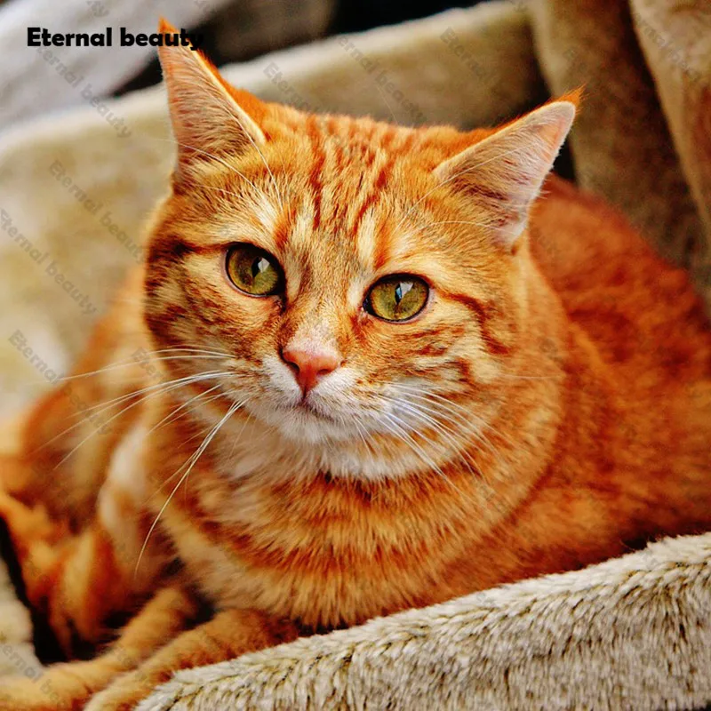 

Full Drill Diamond Painting 5D Diy Cute Orange Cat Diamond Embroidery Cross Stitch Kits Mosaic Wall Art Paintings for Home Decor