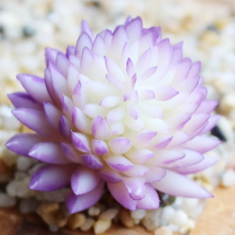 Искусственные реалистичные суккуленты цветок украшение для дома садовое