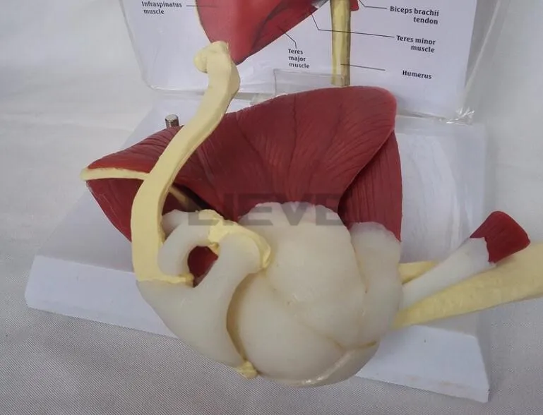 Модель человеческого скелета плечевого отверстия на ключицах модель мышц