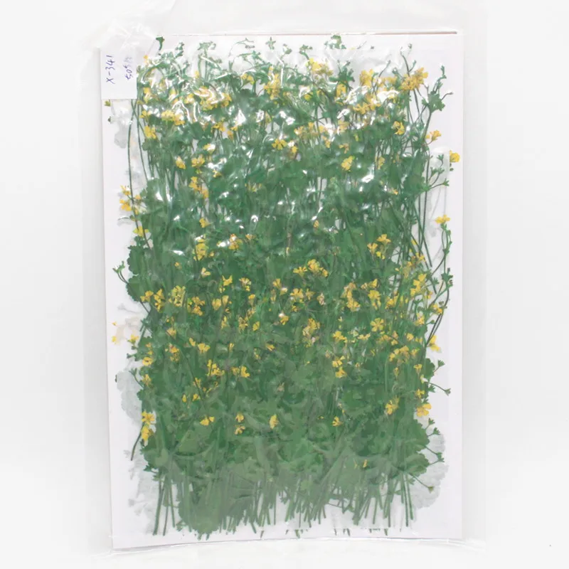 100 шт. прессованный высушенный проломник зонтичный цветочный гербарий для