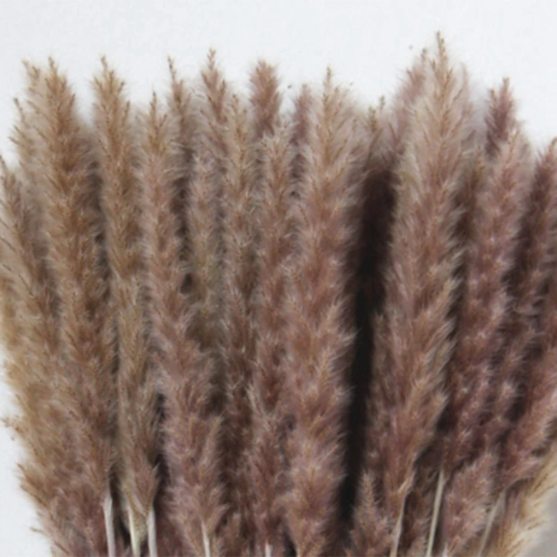 60 шт. Натуральные Сушеные пампасы трава Phragmites Communis Тростниковое растение