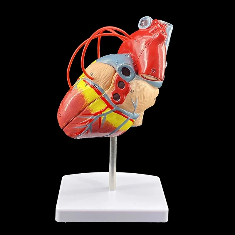 Cardiac Bypass Surgery Heart Anatomy Cardiovascular Human Cardiology Medical Model Specimen | Science
