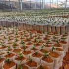 100 шт., мешки для выращивания растений разных размеров, биоразлагаемые экологически чистые мешки для аэрации и посадки, нетканые мешки, горшки для рассады из ткани