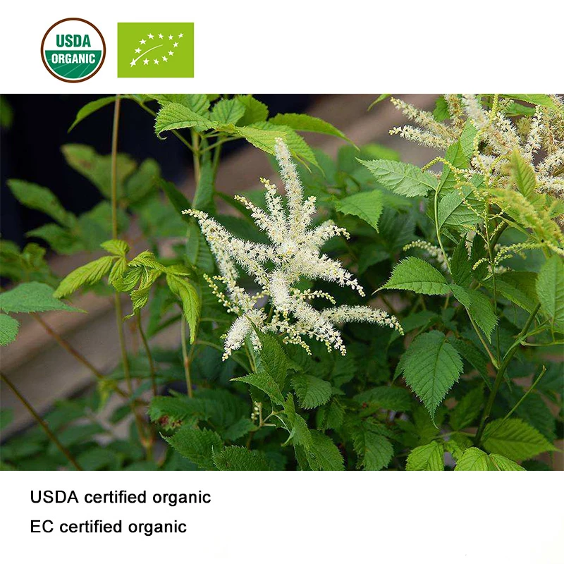 

USDA and EC Certified organic Black Cohosh Extract 20:1