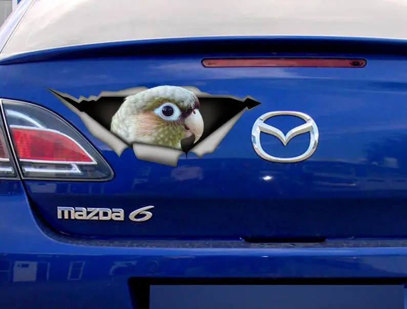 

2021 green-cheek cinnamon conure Car decal, green-cheek cinnamon conure decal