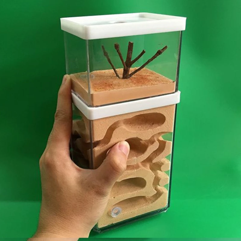 

Insect Observation Ant Hill Workshop Gypsum Nest Box Transparent Acrylic Insect
