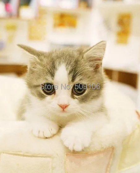 Проверка местного продукта возврата|Женские пиджаки| |