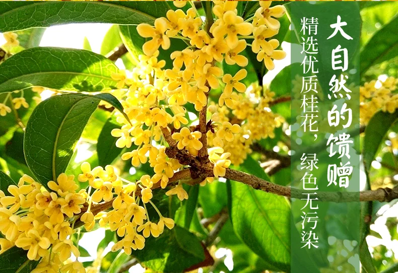 

50G Dried Osmanthus Tea Super Fresh Edible New Flower Baking Osmanthus Fragrans Tea Bag Flower Tea