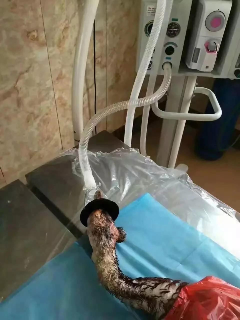 Wondcon ветеринарная маска для анестезии птиц zero dead space быстрая предсказуемая