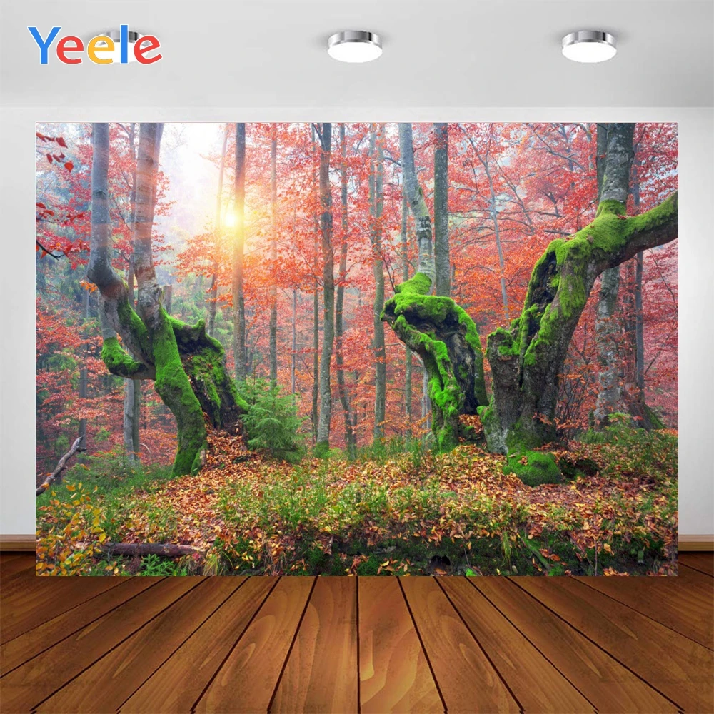 Yeele красный кленовый лес зеленый мох золотые осенние листья теплый солнечный