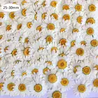 Натуральные сухие прессованные цветы 100 шт., белый прессованный цветок маргаритки для смолы, ювелирные изделия, наклейки для ногтей, макияж, художественные изделия