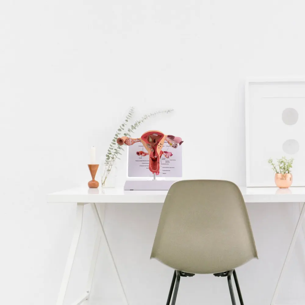 1 шт. анатомическая модель женских репродуктивных органов матки для |