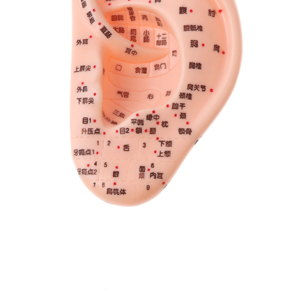

13cm Human Acupuncture Ear Model Reflexology Acupoint Study Tools