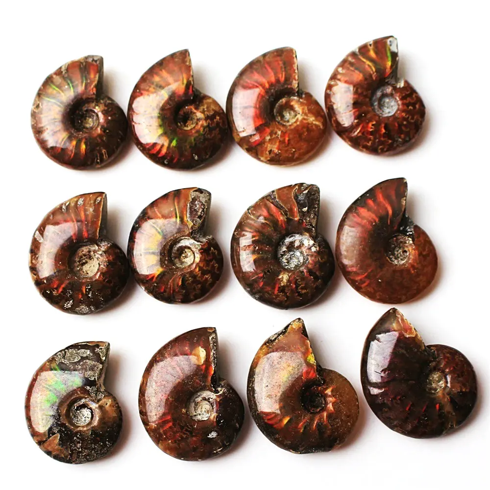 1 шт. редкий красный светильник раковина из окаменевшего аммонита коллекция