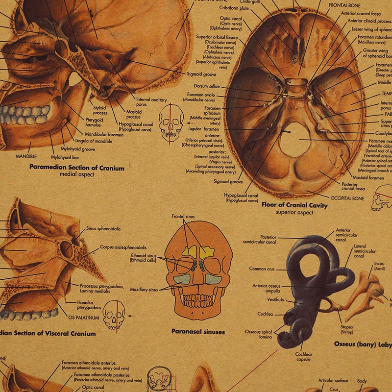 Каркас тела DLKKLB структура нервной системы плакат для бара домашний декор ретро