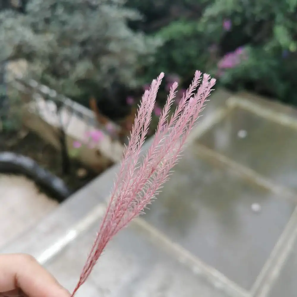 

80g/lot,Natural Fresh Preserved Coralline fruit Flower,Real Eternelle flower Bouquet for Wedding home flors Arrangement Decor