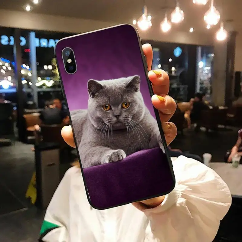 

British Shorthair cat Cute animal Phone Case for iPhone 11 12 pro XS MAX 8 7 6 6S Plus X 5S SE 2020 XR