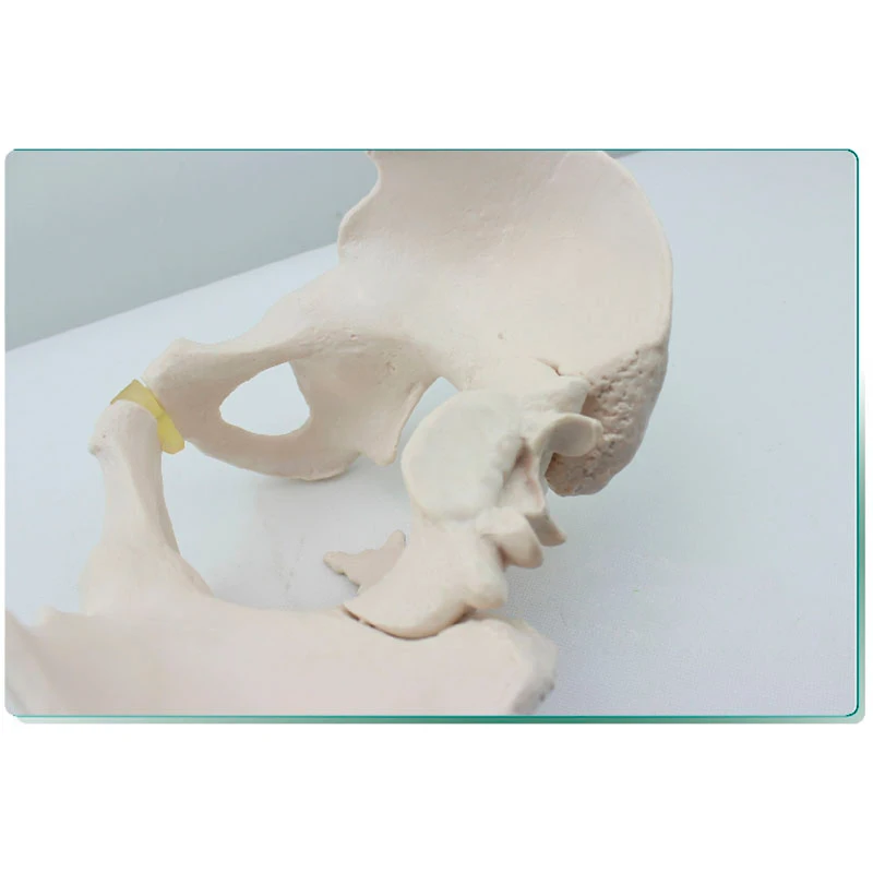 Модель медицинского человеческого тела Hi Q из ПВХ для анатомии таза модель