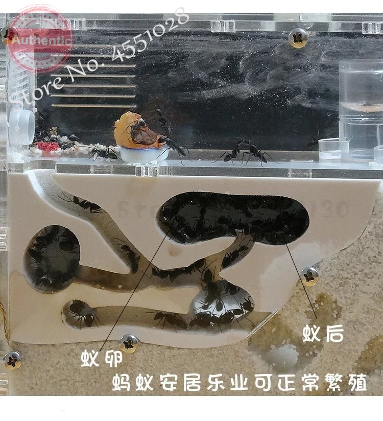 Новая мастерская для муравьев экологичное акриловое гнездо песчаное песчаный