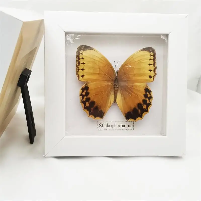 Fixed Spread Wings Real Butterfly Specimens Photo Frame Indoor Decoration Home Decorations Insect Sample Figurines Pendulum | Дом и сад