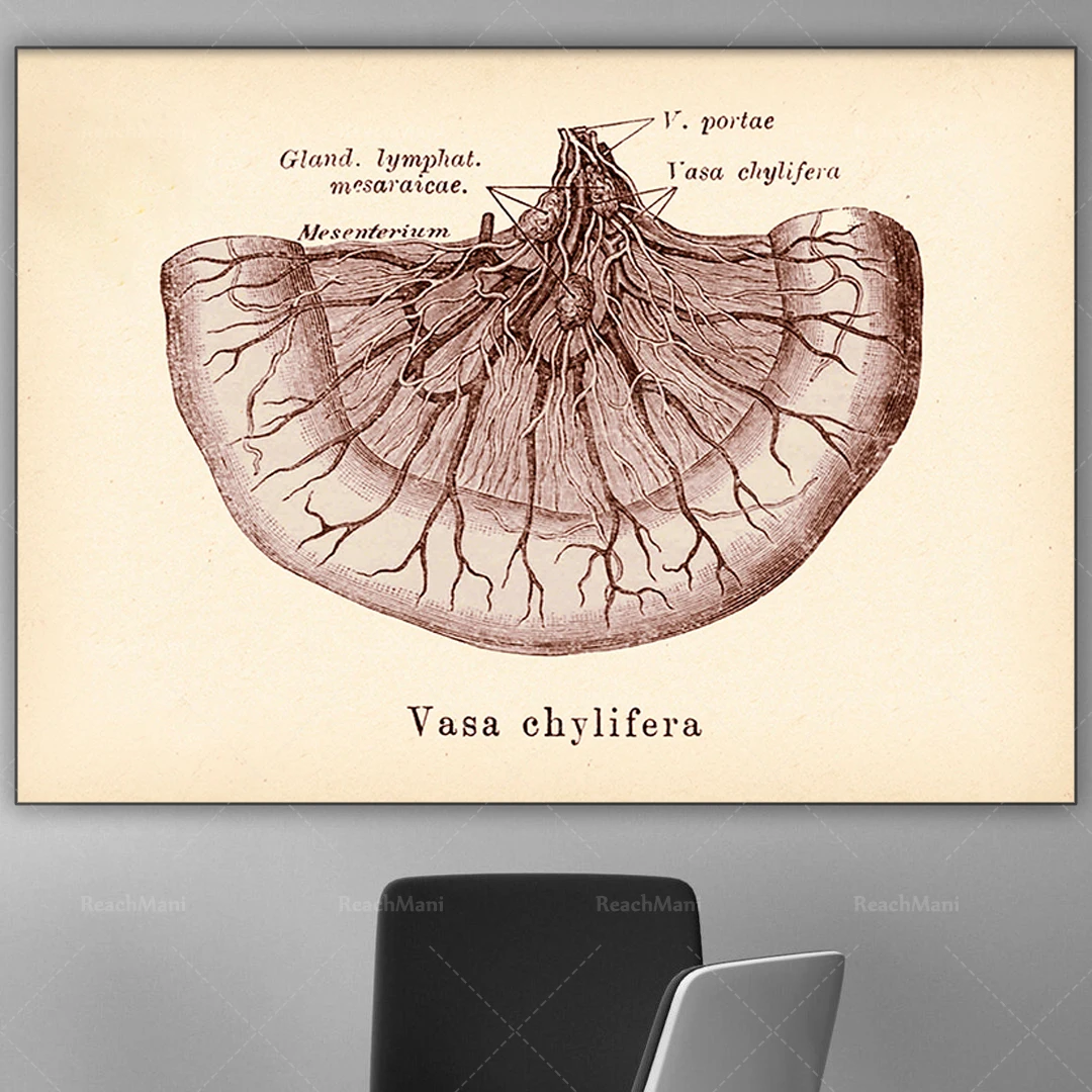 

Intestinal anatomy diagram, vintage internal organs poster, medical art, lymphatic system, digestive system, doctor gift, gastro